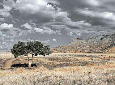 Tree and Trail, Book Cliffs, Fruita, Colorado - phtot by Bo Fergeson